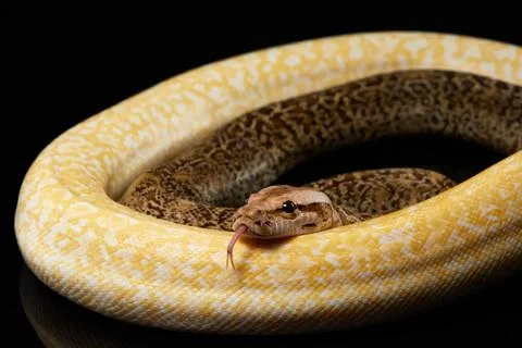 Albino Python on Reflective Surface 스톡 사진