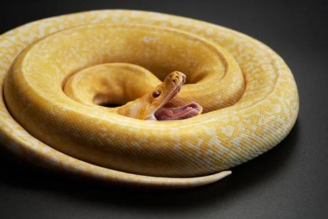 Albino Python Resting on Branch 写真素材