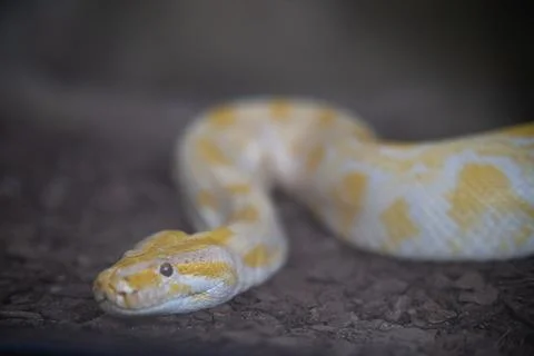 Albino python resting on dark ground looking 스톡 사진