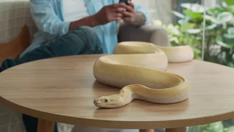 Albino Python Resting on Table while Owner Checking Phone in Blurred Background Video stock 304540567