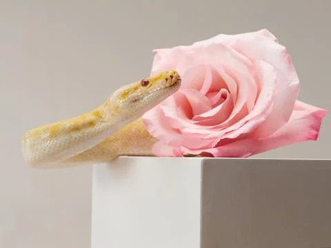 Albino Python with Rose Stock Photos