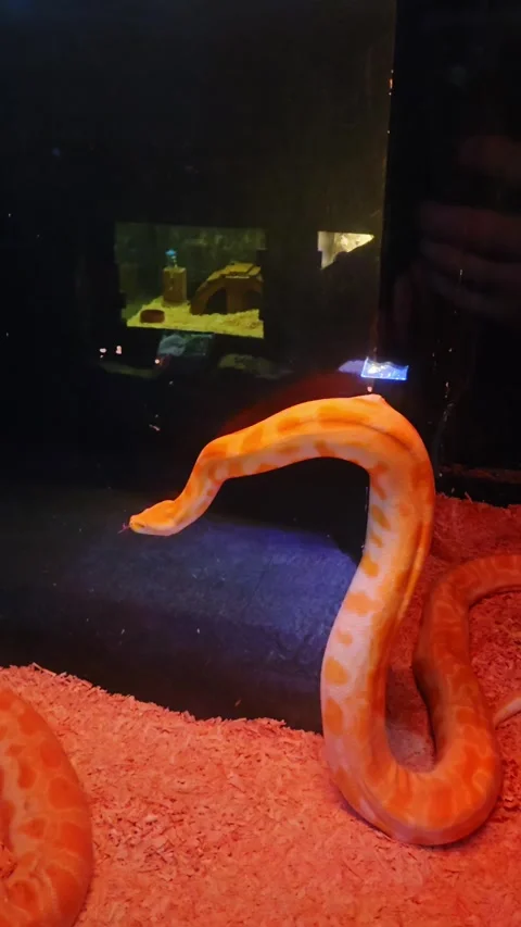 Albino Python Snake In Aquarium Cebu Ocean Park Philippines Exotic View Stockbeeldmateriaal 334356633