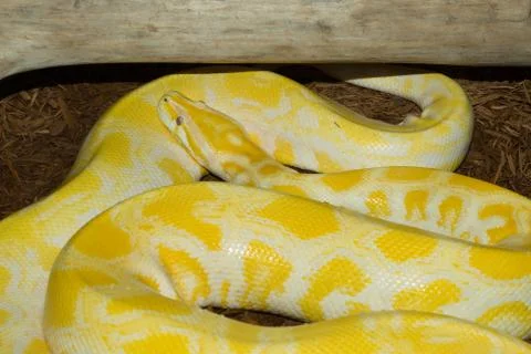 Albino python snake with head Stock Photos