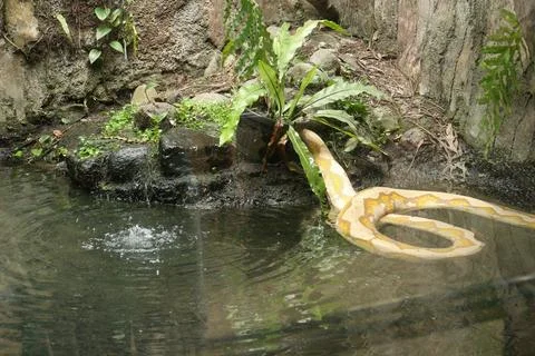 Albino python snake in a pond Stock Photos