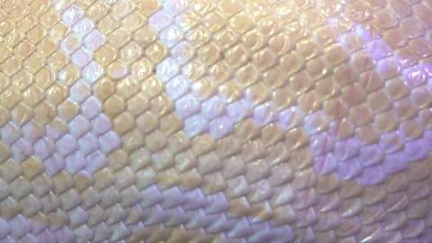 Albino python snake skin pan right to left close up Stock Footage 105138759