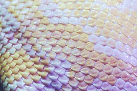 Albino python snake skin texture background close up Stock Photos