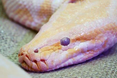 Albino python snake skin texture background close up Foto stock