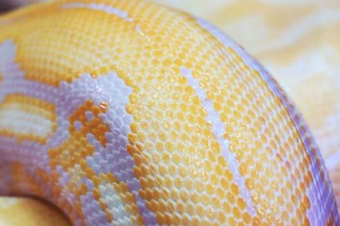 Albino python snake skin texture background close up Stock-Fotos