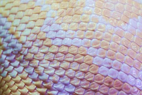 Albino python snake skin texture background close up Stock Photos