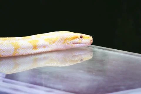 Albino python snake skin texture background close up Stock Photos