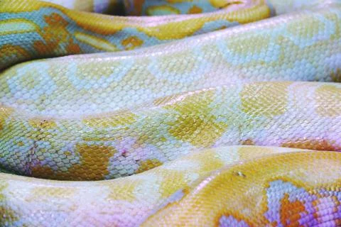 Albino python snake skin texture background close up Stock Photos