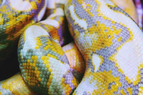 Albino python snake skin texture background close up Stock Photos