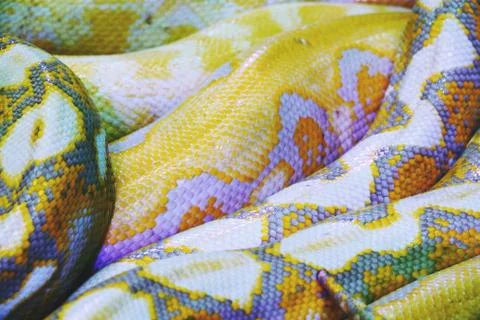 Albino python snake skin texture background close up Stock-Fotos