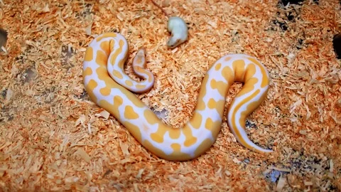 Albino python snake slither away from innocent white mouse Stock Footage 122584952
