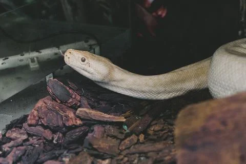 Albino Python in terrarium , close up portrait . Serpent concept Photos