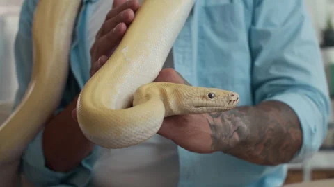 Albino Python Wriggling in Hands of Unrecognizable Tattooed Man Stock Footage 304542394