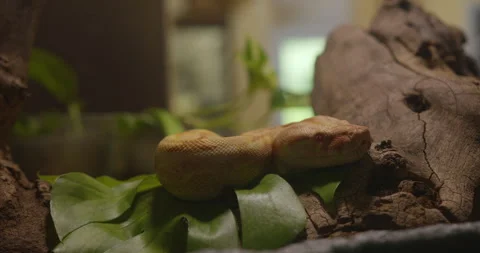 An albino python in zoo terrarium Stock Footage 255934042