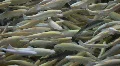 Albino rainbow trout close P HD 1598 Vídeo HD
