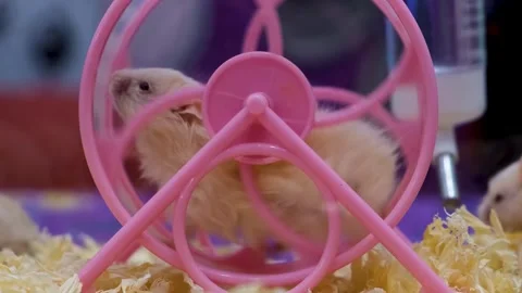 Albino rats, First Spin! The Cutest Little Albino Does a Spin Trick, Stock Footage 343823200