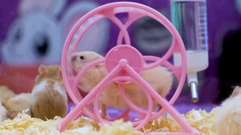 Albino rats, First Spin! The Cutest Little Albino Does a Spin Trick, Stock Footage 343823229