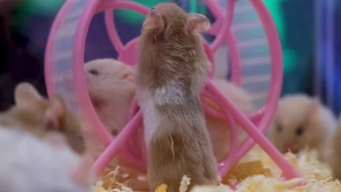 Albino rats, First Spin! The Cutest Little Albino Does a Spin Trick, Stock Footage 343823546