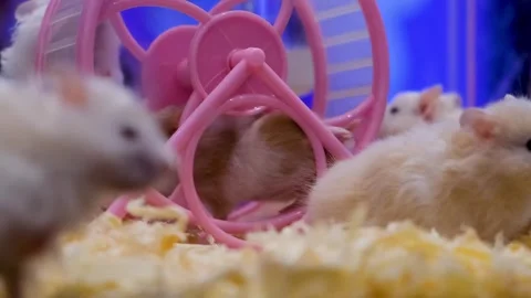Albino rats, First Spin! The Cutest Little Albino Does a Spin Trick, Stock Footage 343823594