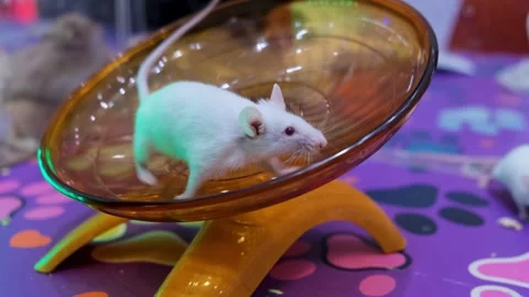 Albino rats, First Spin! The Cutest Little Albino Does a Spin Trick, Stock Footage 343826506