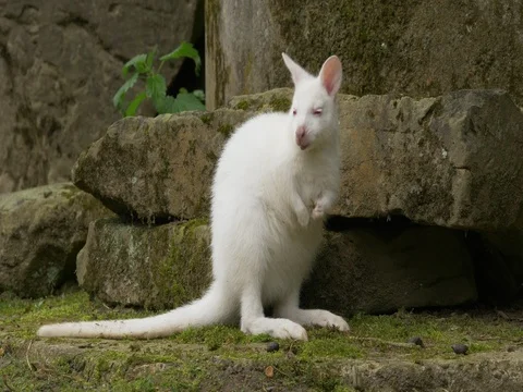 Albino red-necked wallaby (Macropus rufogriseus) Video stock 80889358