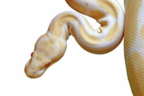 Albino reticulated python (python reticulatus) isolated on white Photos