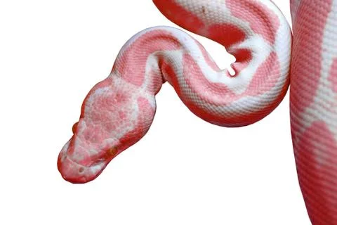 Albino reticulated python (python reticulatus) isolated on white Stock Photos