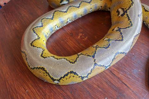 Albino reticulated python. Python snake yellow lying on the wooden table. Clo Stock-Fotos