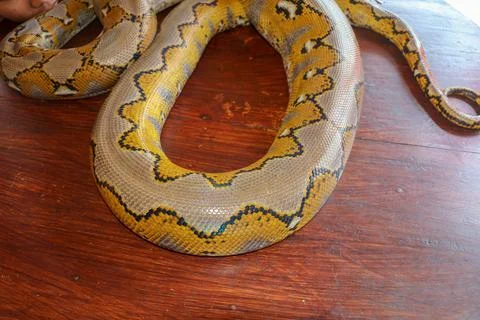 Albino reticulated python. Python snake yellow lying on the wooden table. Clo Stock-Fotos