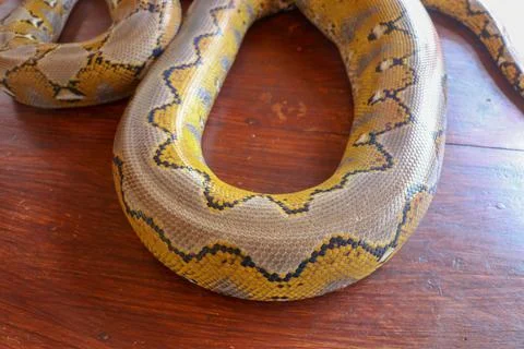 Albino reticulated python. Python snake yellow lying on the wooden table. Clo Stock Photos