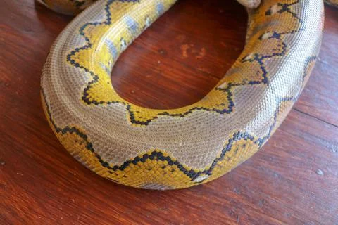 Albino reticulated python. Python snake yellow lying on the wooden table. Clo 写真素材