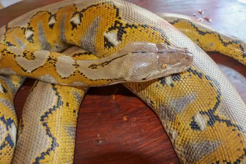 Albino reticulated python. Python snake yellow lying on the wooden table. Clo Stock-Fotos