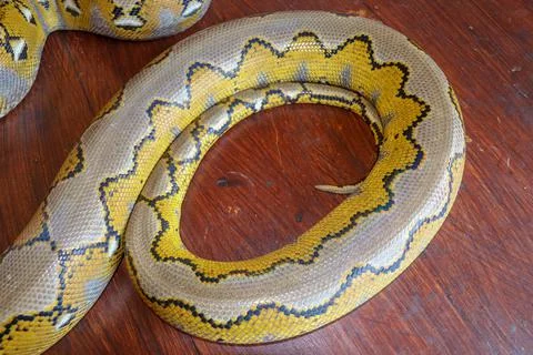 Albino reticulated python : python snake yellow lying on the wooden table. Cl 写真素材