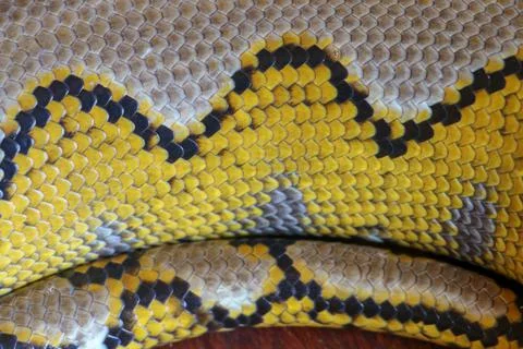 Albino reticulated python. Python snake yellow lying on the wooden table. Clo Stock-Fotos