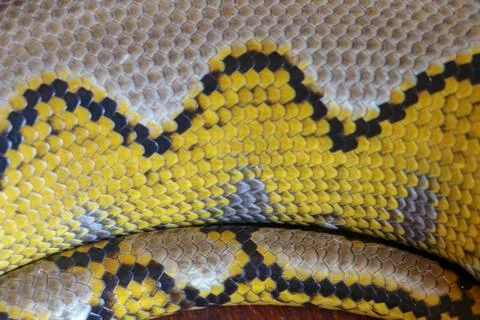 Albino reticulated python. Python snake yellow lying on the wooden table. Clo Stock-Fotos
