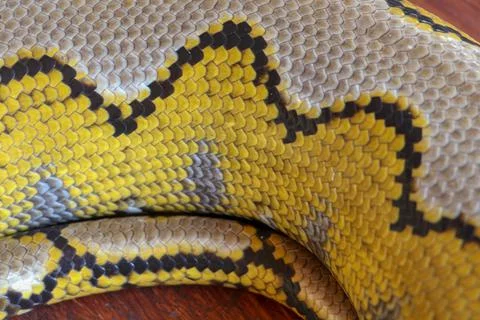 Albino reticulated python. Python snake yellow lying on the wooden table. Clo Foto stock