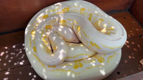 Albino Reticulated Python resting Stock Footage 313985933