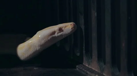 Albino Royal Phyton (Python regius) on a dark background Stock Footage 63559646