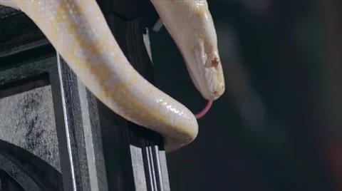 Albino Royal Phyton (Python regius) on a dark background Stock Footage 63559647