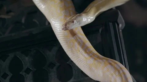 Albino Royal Phyton (Python regius) on a dark background Stock Footage 63559664