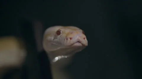 Albino Royal Phyton (Python regius) on a dark background Stock Footage 63559666