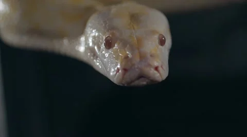 Albino Royal Phyton (Python regius) on a dark background Stock Footage 63559698