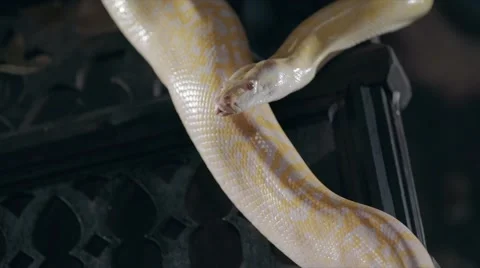 Albino Royal Phyton (Python regius) on a dark background Stock Footage 63559723