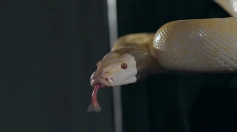 Albino Royal Phyton (Python regius) on a dark background Stock Footage 63559743