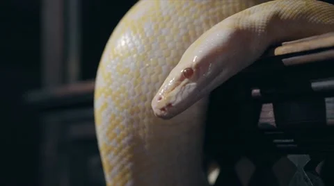 Albino Royal Phyton (Python regius) on a dark background Stock Footage 63560461