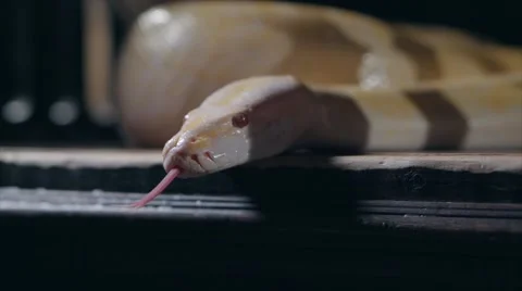 Albino Royal Phyton (Python regius) on a dark background Stock-Footage 63560463