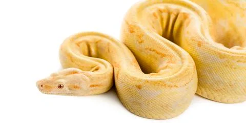 Albino royal python in front of a white background Foto stock
